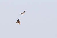 32377 Circus aeruginosus (Falco di palude, femmina giovane e maschio adulto)